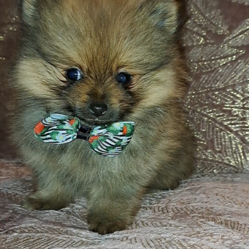 Spitz type nains petits intermédiaires