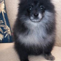 Spitz type nains petits intermédiaires