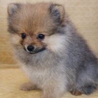 Spitz type nains petits intermédiaires