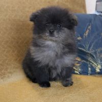 Spitz type nains petits intermédiaires