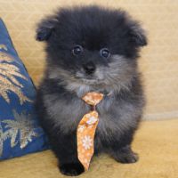 Spitz type nains petits intermédiaires #6