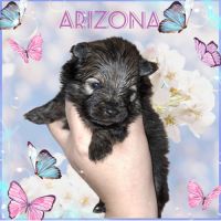 Spitz type nains petits intermédiaires #1