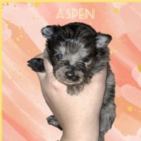 Spitz type nains petits intermédiaires