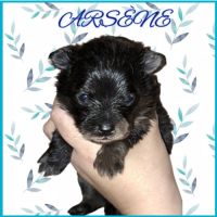 Spitz type nains petits intermédiaires #3