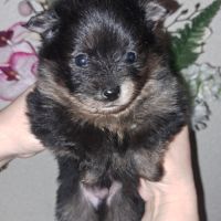 Spitz type nains petits intermédiaires