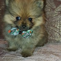 Spitz type nains petits intermédiaires