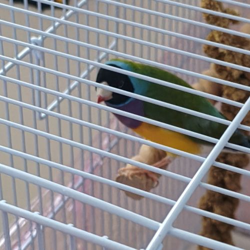 Diamant de gould mâle