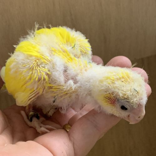 Bebe kakariki lutino #3