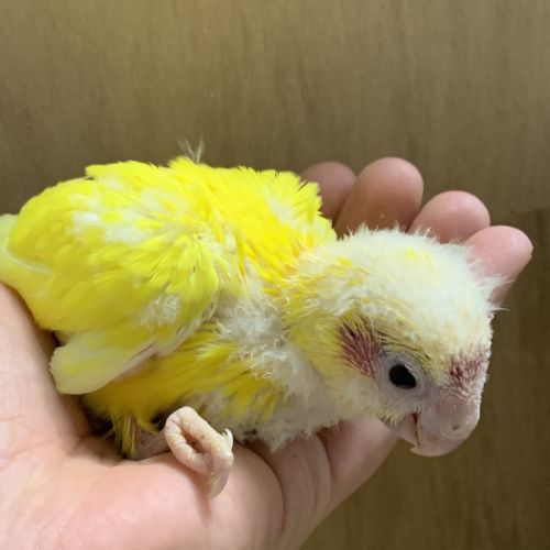 Bebe kakariki lutino #4