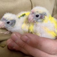 Bebe kakariki lutino #0