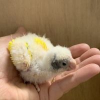 Bebe kakariki lutino #2