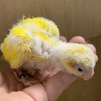 Bebe kakariki lutino #3