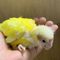 Bebe kakariki lutino #4