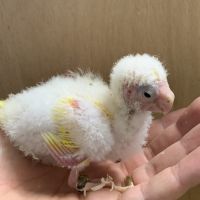 Bebe kakariki lutino #5