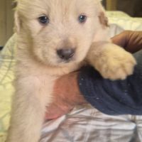 Jeunes chiots montagne des pyrénées à vendre #0