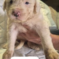 Jeunes chiots montagne des pyrénées à vendre #2