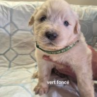 Jeunes chiots montagne des pyrénées à vendre #4