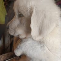 Jeunes chiots montagne des pyrénées à vendre