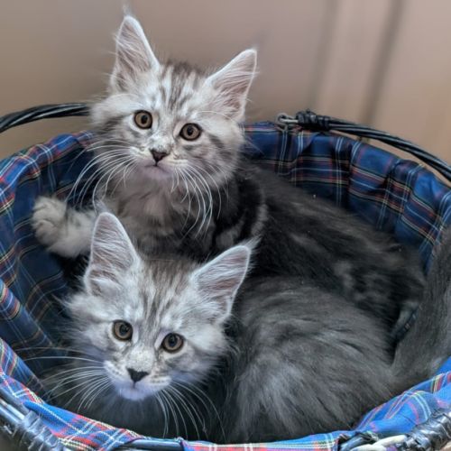 Chatons maine coon #0