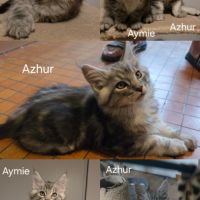 Chatons maine coon #1