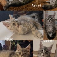 Chatons maine coon #2