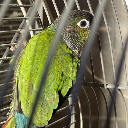 Jeune pyrrhura eam #1