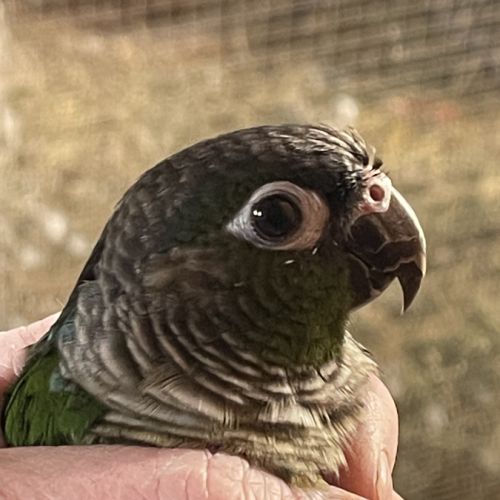 Jeune pyrrhura eam #2