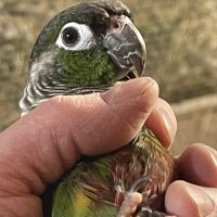 Jeune pyrrhura eam #0