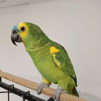 Perroquet amazone à front bleu.