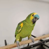 Perroquet amazone à front bleu. #2