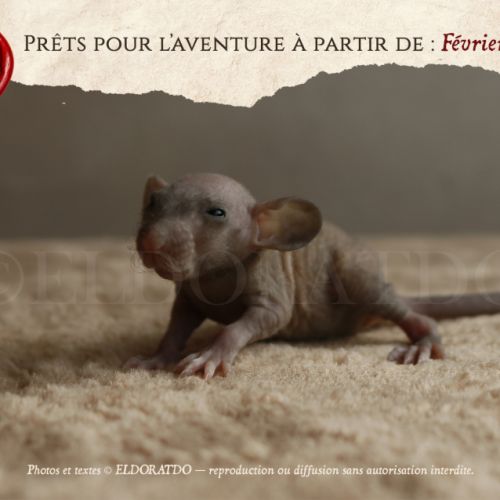 Nos adorables explorateurs vous attendent #0