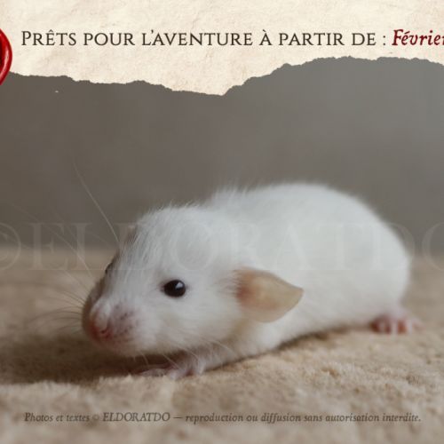 Nos adorables explorateurs vous attendent #4