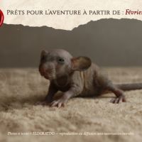 Nos adorables explorateurs vous attendent