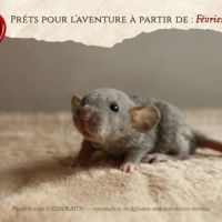 Nos adorables explorateurs vous attendent #2