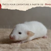 Nos adorables explorateurs vous attendent #4