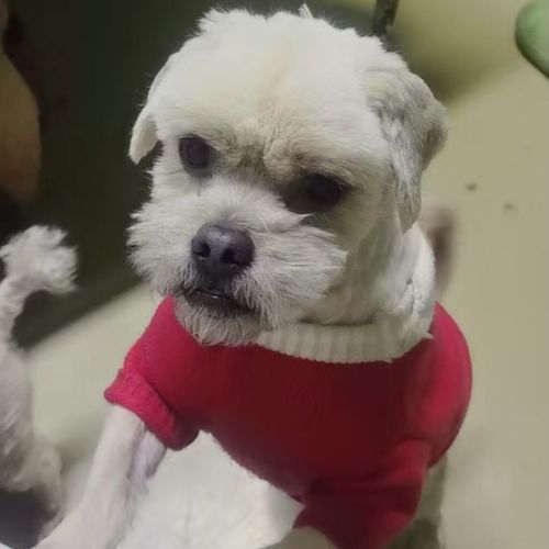 Stewie se trouve dans un refuge en chine #1