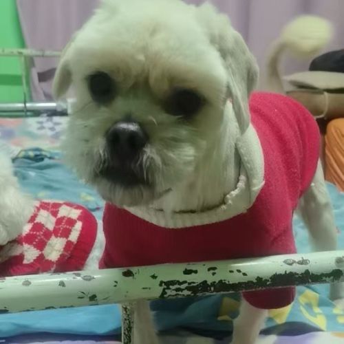 Stewie se trouve dans un refuge en chine #2