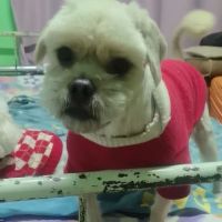 Stewie se trouve dans un refuge en chine #2