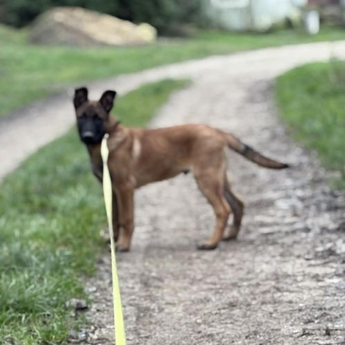 Berger belge malinois #1