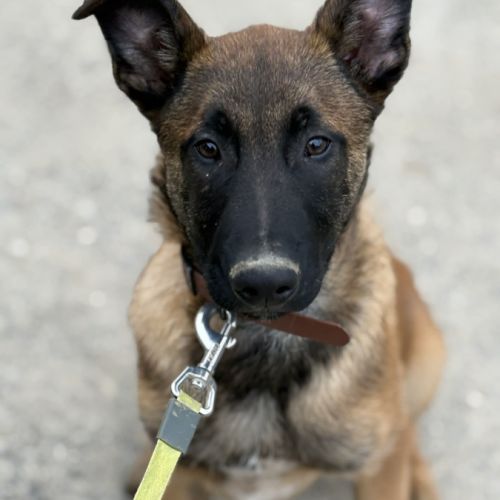 Berger belge malinois #0