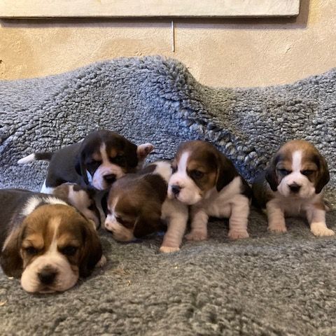 Chiot beagle #3