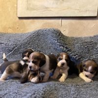 Chiot beagle #2