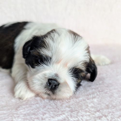 Chiots shih-tzu à réserver