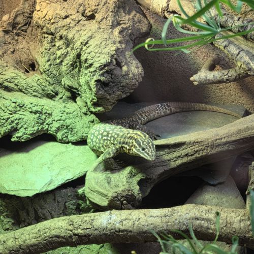 Femelle varanus acanthurus 7 ans #2