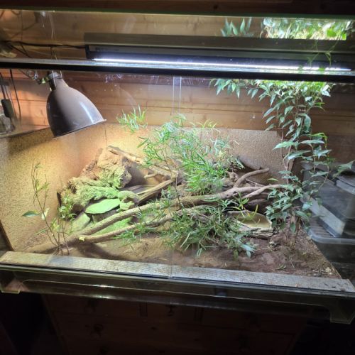 Femelle varanus acanthurus 7 ans #3