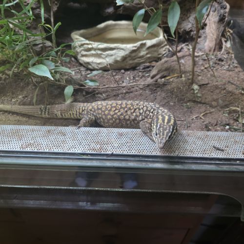 Femelle varanus acanthurus 7 ans #4