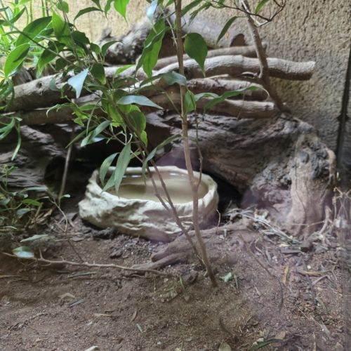 Femelle varanus acanthurus 7 ans #5