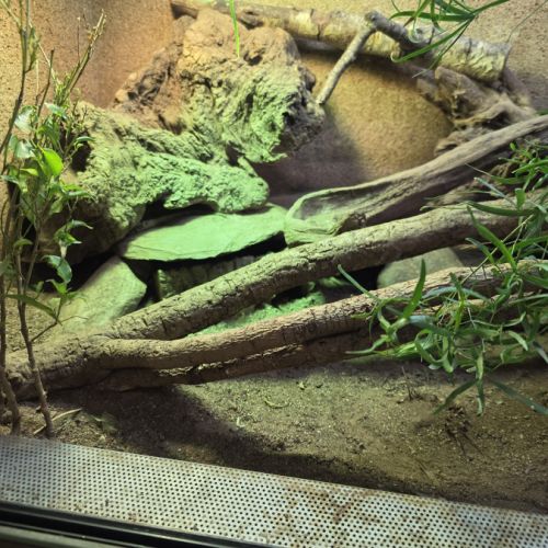 Femelle varanus acanthurus 7 ans #6