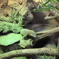 Femelle varanus acanthurus 7 ans #2