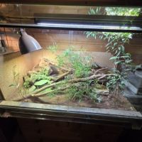 Femelle varanus acanthurus 7 ans #3